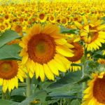 Calendar Girls - A1 STAGE SCENERY AND SET HIRE FOR - 1 FLAT SUNFLOWER cond